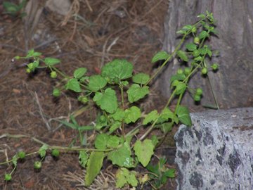 piccola pianta erbacea - Scrophularia peregrina