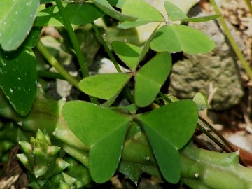 Oxalis latifolia