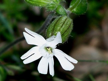 Silene latifolia s.l.