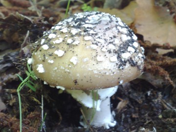 Specie di Amanita