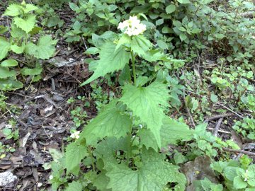 Alliaria petiolata