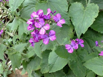 Lunaria annua