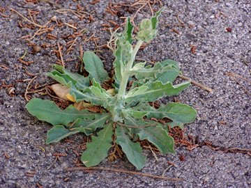 Andryala integrifolia / Lanutella comune