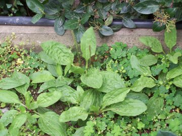 Plantago major