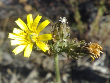 Picris hieracioides