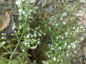 Sedum cepaea / Borracina cepea