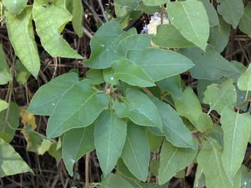 Fallopia baldschuanica (= Fallopia aubertii )