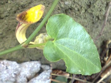 Aristolochia sempervirens / Aristolochia sempreverde