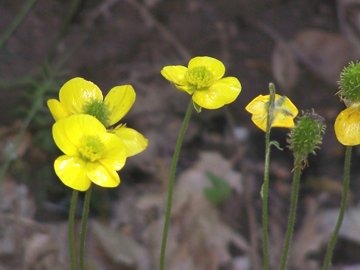 Ranunculs paludosus