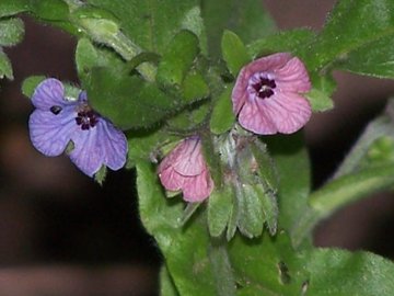 Dall''Etna - Cynoglossum creticum