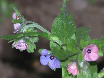 Dall''Etna - Cynoglossum creticum