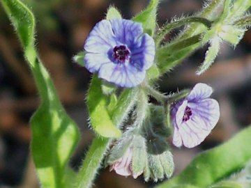 Dall''Etna - Cynoglossum creticum