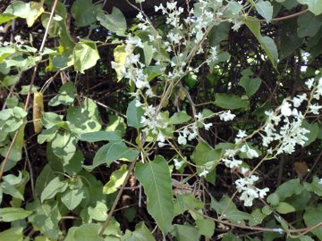 Fallopia baldschuanica (= Fallopia aubertii )