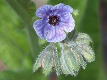 Dall''Etna - Cynoglossum creticum