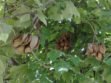 Brachychiton acerifolius