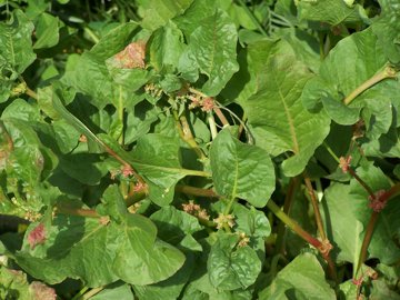 Emex spinosa / Spinaciastra comune