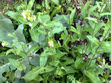 Arabis turrita