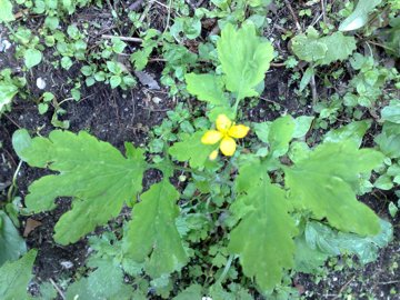 Chelidonium majus