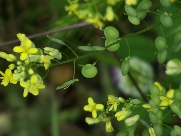 Biscutella maritima / Biscutella lirata