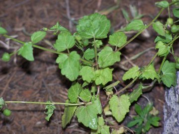 piccola pianta erbacea - Scrophularia peregrina