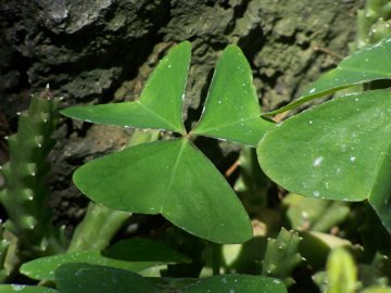 Oxalis latifolia