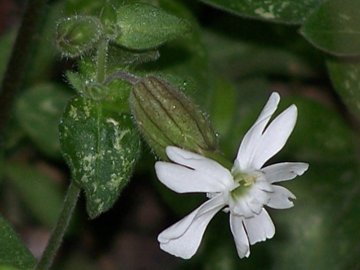 Silene latifolia s.l.