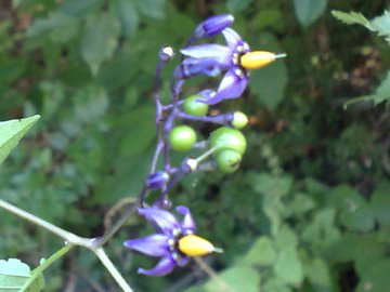 Un Solanacea? - Solanum dulcamara