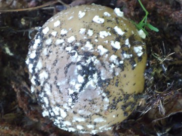 Specie di Amanita