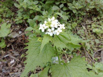 Alliaria petiolata