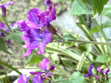 Lunaria annua