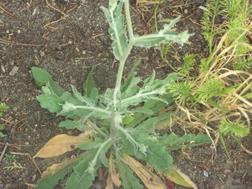 Andryala integrifolia / Lanutella comune