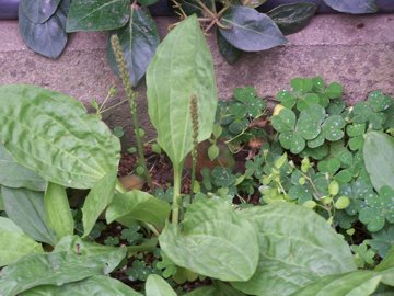 Plantago major