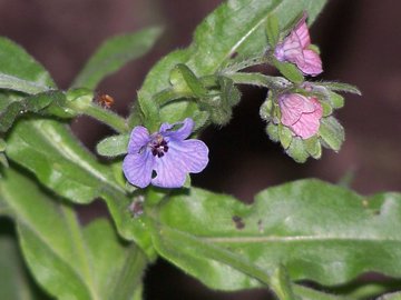 Dall''Etna - Cynoglossum creticum