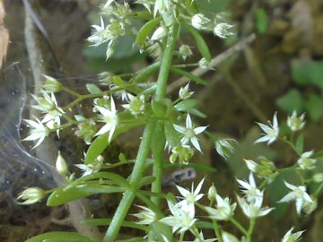 Sedum cepaea / Borracina cepea