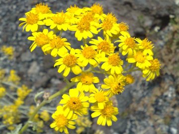 Jacobaea ambigua (=Senecio ambiguus) / Senecione ambiguo