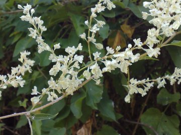 Fallopia baldschuanica (= Fallopia aubertii )