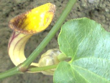 Aristolochia sempervirens / Aristolochia sempreverde