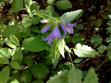 Campanula trachelium