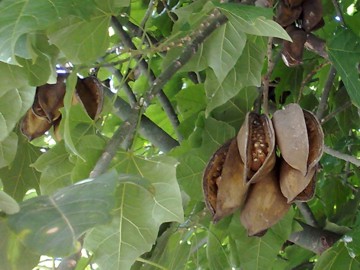 Brachychiton acerifolius