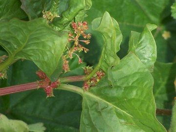 Emex spinosa / Spinaciastra comune