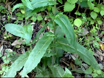 Arabis turrita