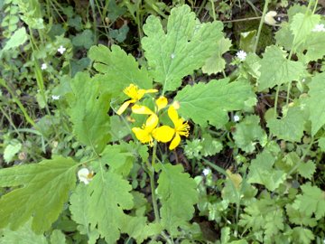 Chelidonium majus