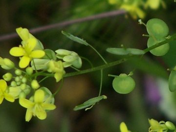 Biscutella maritima / Biscutella lirata