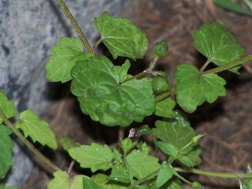 piccola pianta erbacea - Scrophularia peregrina