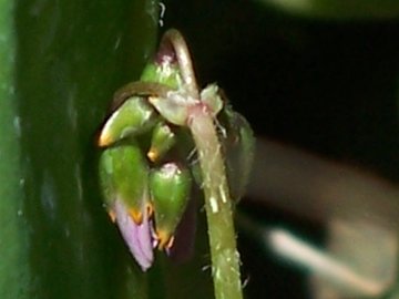 Oxalis latifolia