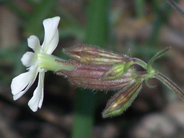 Silene latifolia s.l.