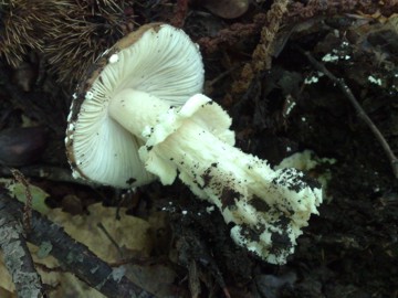 Specie di Amanita