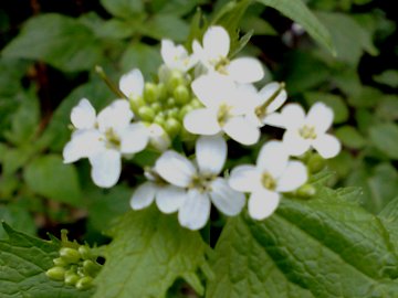 Alliaria petiolata