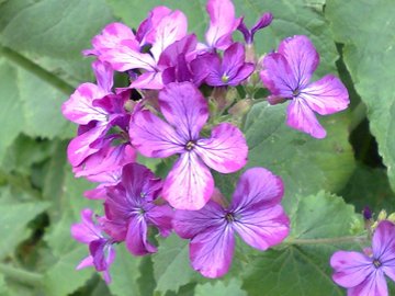 Lunaria annua