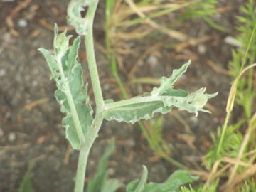 Andryala integrifolia / Lanutella comune